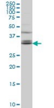 Monoclonal Anti-TSPAN32 antibody produced in