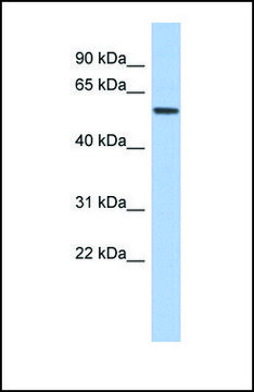 Anti-EBF2 antibody produced in rabbit