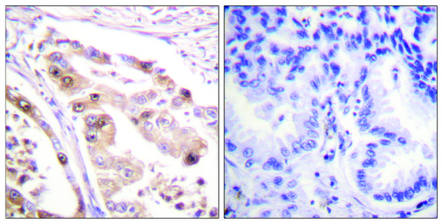 Anti-RFA2, N-Terminal antibody produced in