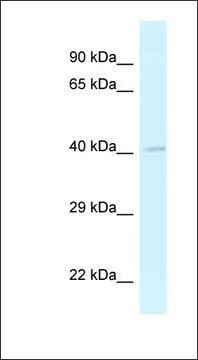 Anti-GRASP antibody produced in rabbit