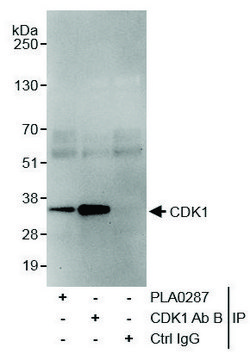 Rabbit anti-CDK1 Antibody, Affinity Purified