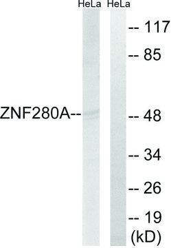 Anti-ZNF280A antibody produced in rabbit