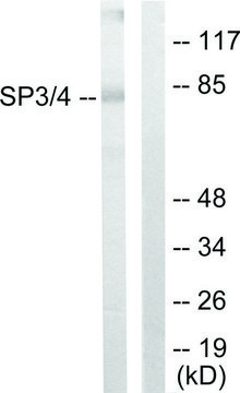 Anti-SP3, C-Terminal antibody produced in