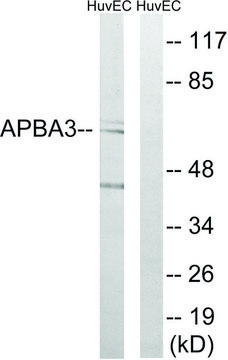 Anti-APBA3 antibody produced in rabbit