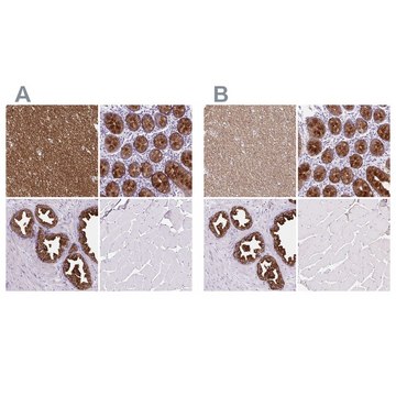 Anti-BCAS1 antibody produced in rabbit