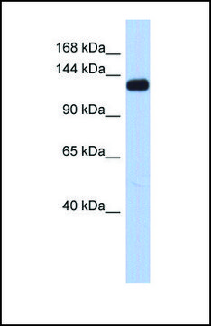 Anti-KCNH7 antibody produced in rabbit