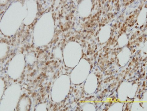 Monoclonal Anti-ISGF3G antibody produced in