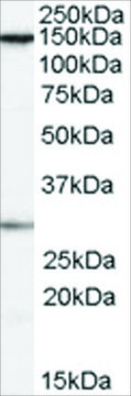Anti-FACT/SUPT16H antibody produced in goat