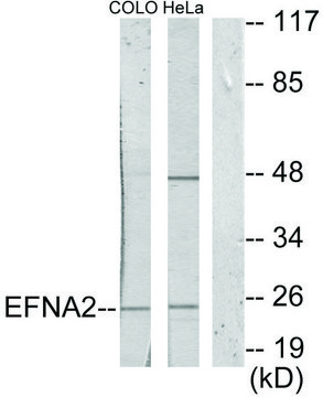 Anti-EFNA2 antibody produced in rabbit