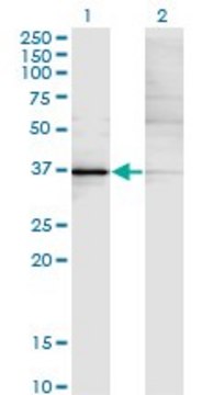Monoclonal Anti-KLF15, (N-terminal) antibody produced