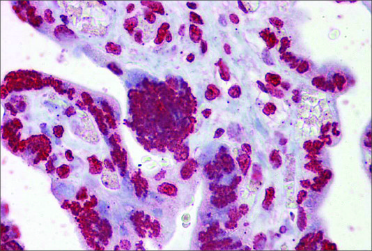 Anti-EGR3 antibody produced in rabbit