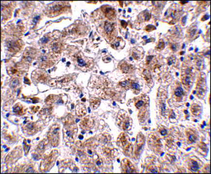 Anti-OCLN antibody produced in rabbit