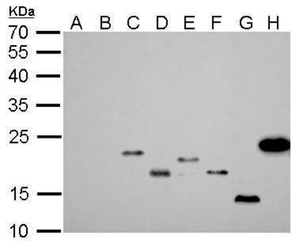 Monoclonal Anti-6X His tag antibody