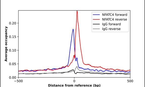 Anti-NFATC4 antibody produced in rabbit