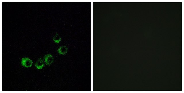 Anti-OR10A5 antibody produced in rabbit
