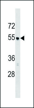 ANTI-AP3M1 (C-TERM) antibody produced in