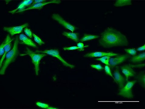 Anti-RELT antibody produced in rabbit