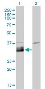 Monoclonal Anti-DNASE1L1 antibody produced in