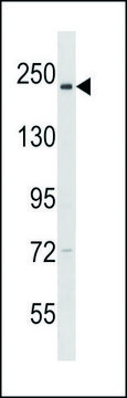 ANTI-NCAPD3 (C-TERM) antibody produced in