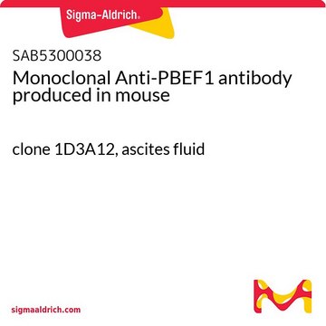 Monoclonal Anti-PBEF1 antibody produced in