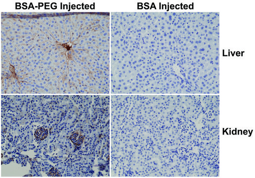 Anti-PEG (methoxy group)-Biotin antibody, Rabbit