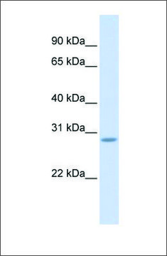 Anti-SCRT2 antibody produced in rabbit