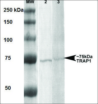 Monoclonal Anti-Trap1 - Apc antibody