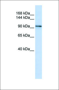Anti-PCDH1 antibody produced in rabbit