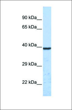 Anti-KCNK1 antibody produced in rabbit
