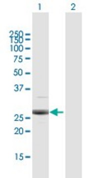 Anti-PSMB4 antibody produced in rabbit