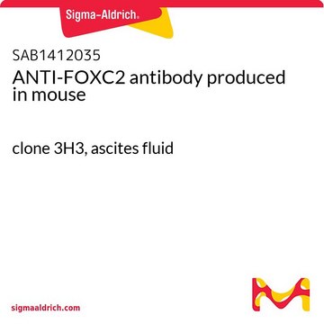 ANTI-FOXC2 antibody produced in mouse
