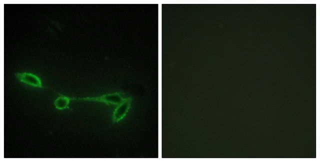 Anti-FUK antibody produced in rabbit