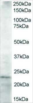 Anti-HIP2 antibody produced in goat