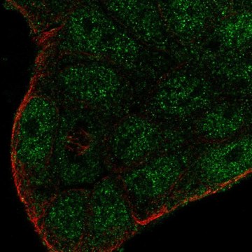 Anti-SMIM22 antibody produced in rabbit
