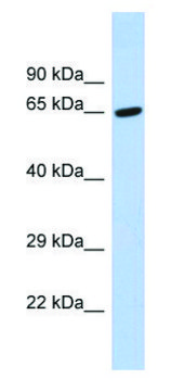 Anti-TAF6L (C-terminal) antibody produced in