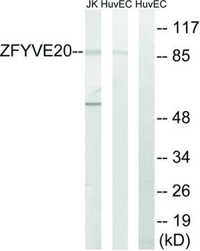 Anti-ZFYVE20 antibody produced in rabbit