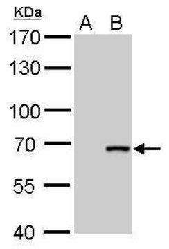Monoclonal Anti-Cre recombinase antibody produced