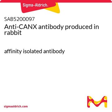 Anti-CANX antibody produced in rabbit