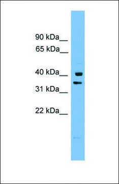 Anti-PNRC1 antibody produced in rabbit