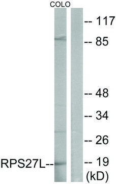 Anti-RPS27L antibody produced in rabbit