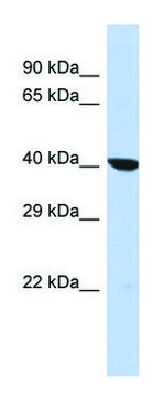Anti-OXA1L (C-terminal) antibody produced in