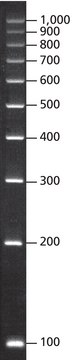 PCR 100 bp Low Ladder