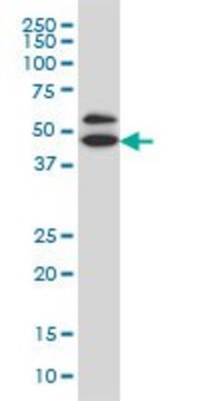 Monoclonal Anti-GDI1 antibody produced in
