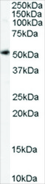 Anti-SLC7A11 antibody produced in goat