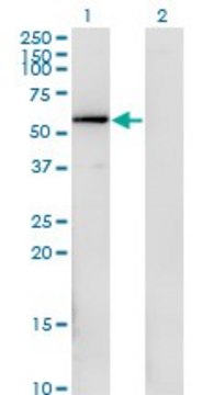 Monoclonal Anti-FGFR1OP antibody produced in