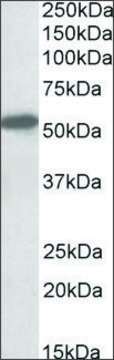 Anti-CNR1 (N-terminal) antibody produced in