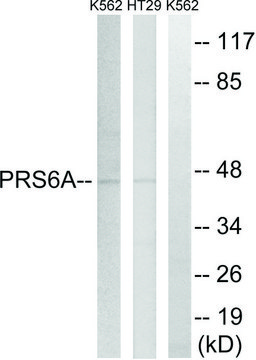 Anti-PRS6A antibody produced in rabbit