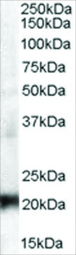 Anti-CBX3/HP1? antibody produced in goat