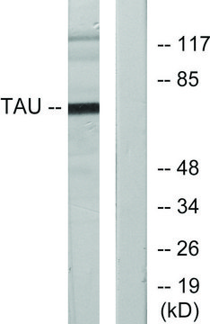 Anti-TAU antibody produced in rabbit