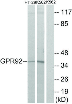 Anti-GPR92 antibody produced in rabbit